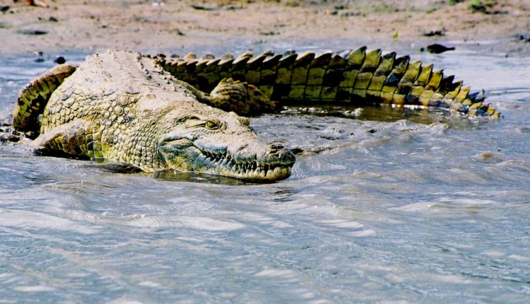 krokodily v reke