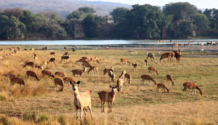 park Rantambor v shtate Radzhastan