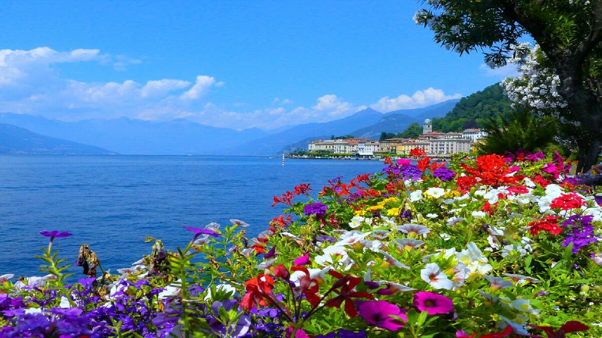 Фото море горы цветы