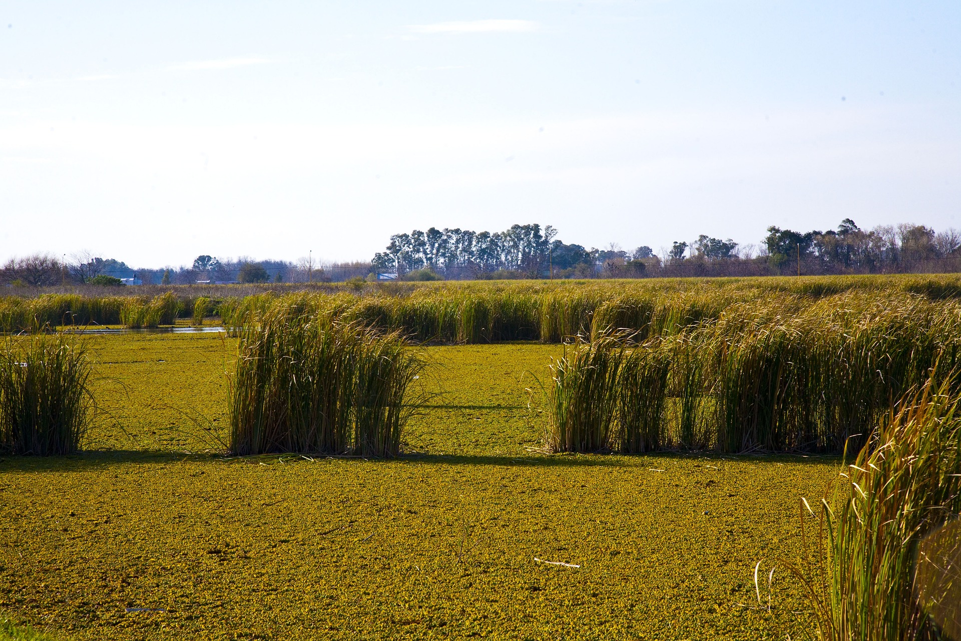 pampas