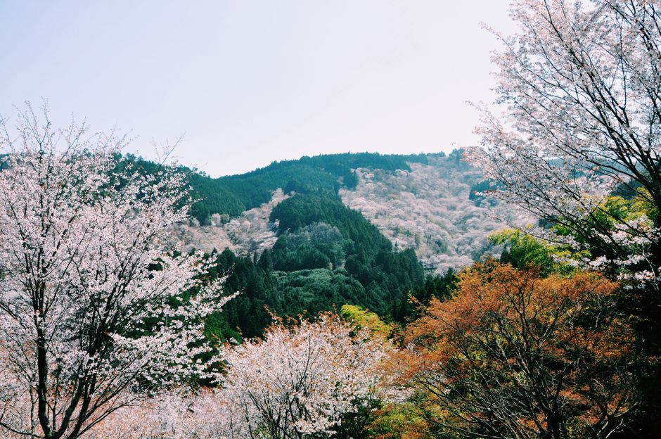 Panoramic view of Japan showcasing different seasonal weather, from cherry blossoms to snowy mountains