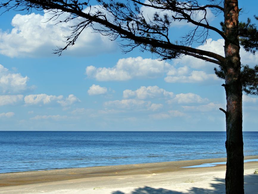 Golden sand beach in Jūrmala, Latvia, with pine trees in the background