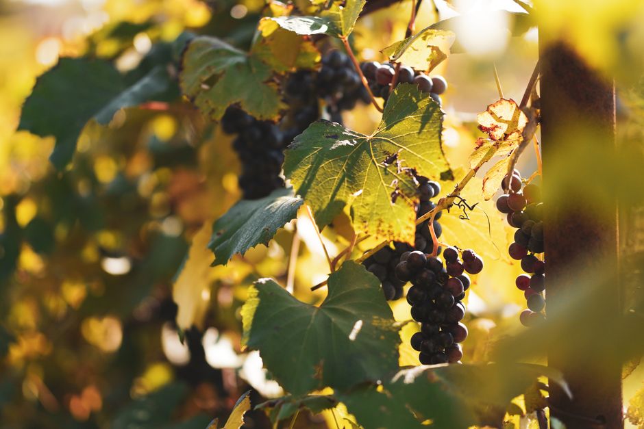 Golden autumn vineyards in Moldova under a clear sky, ideal weather for wine tasting