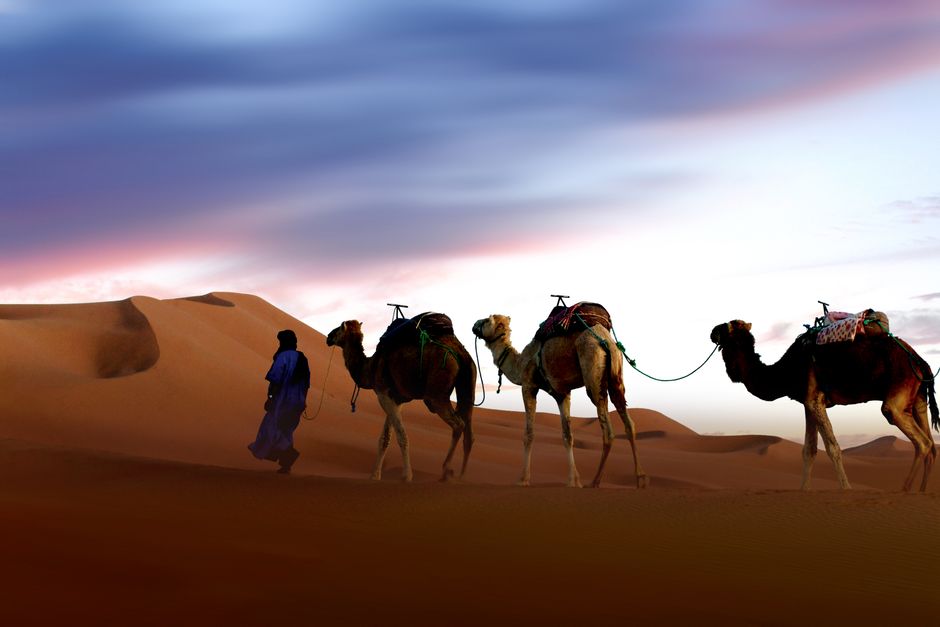 Camel caravan silhouetted against a sunset in the Sahara Desert, Morocco