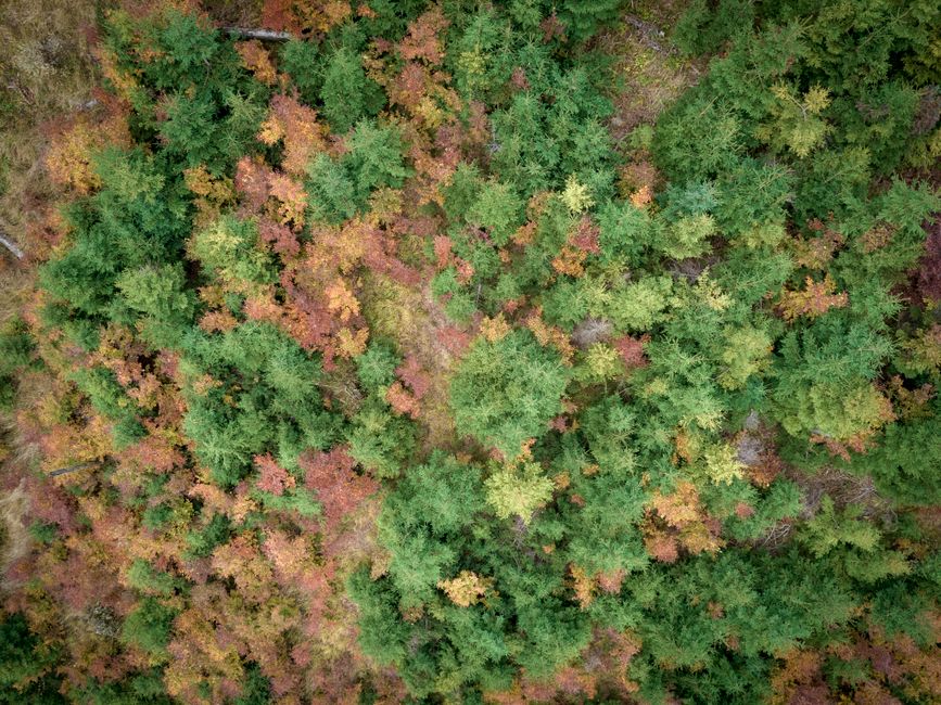 Vibrant golden Polish Autumn forest with orange and yellow trees in Poland