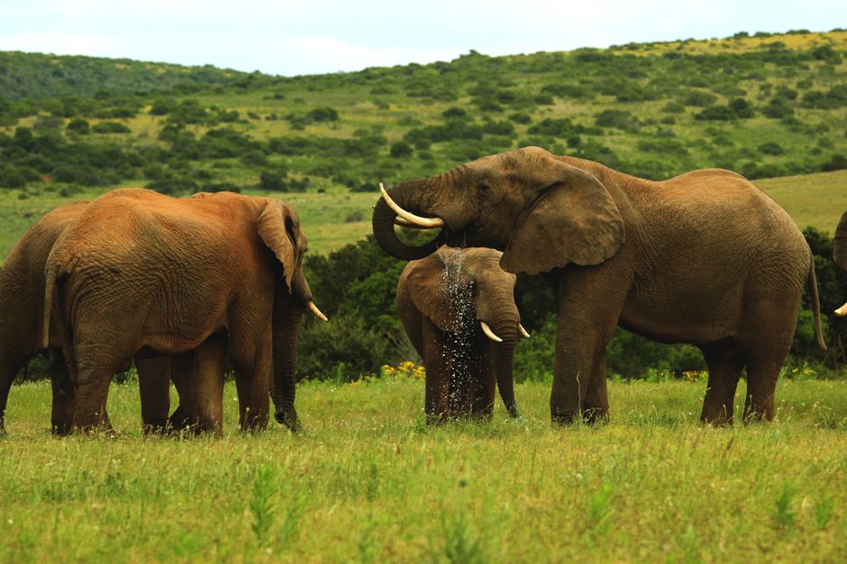 Stunning panorama of South Africa's diverse landscapes, featuring a blend of coastal beauty and safari wilderness