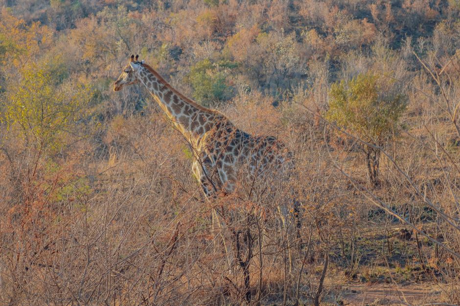 Safari vehicle with tourists viewing wildlife in Kruger National Park, South Africa