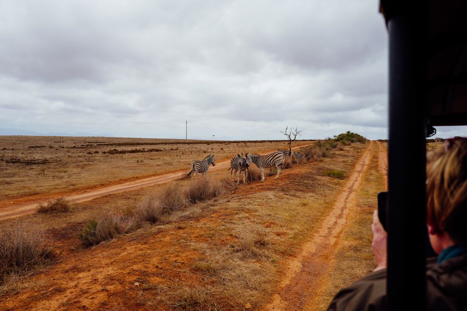 Tourists on a safari game drive in Kruger National Park, South Africa, enjoying wildlife with peace of mind.