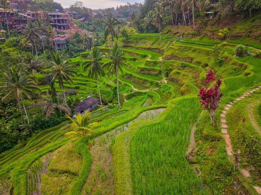 Lush green rice terraces in Bali, Indonesia, a popular travel destination