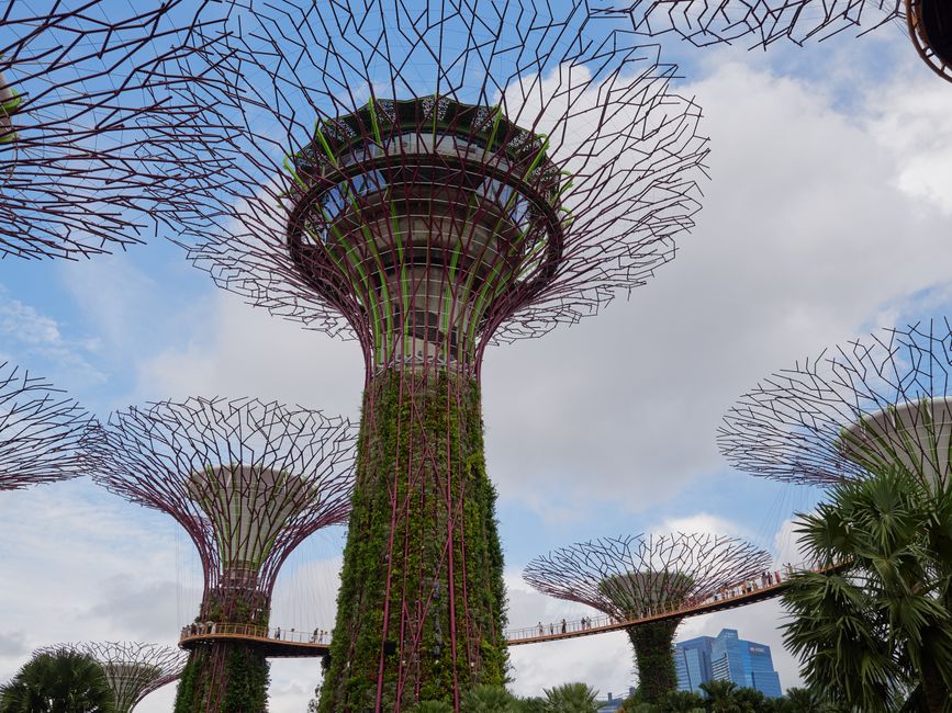 Iconic Supertree Grove at Gardens by the Bay in Singapore at dusk