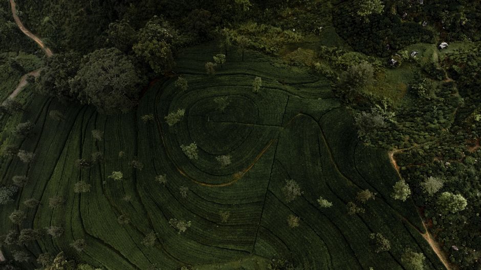 Lush green tea plantations and rolling hills in Sri Lanka, showcasing the country's natural beauty