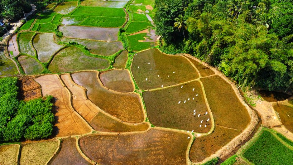 Travelers enjoying diverse tours and adventures across Sri Lanka