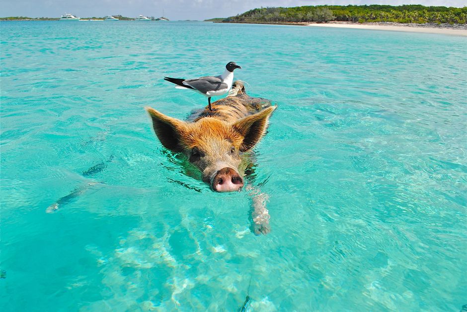 Tourists swimming with pigs at Pig Beach in Exuma Cays, Bahamas