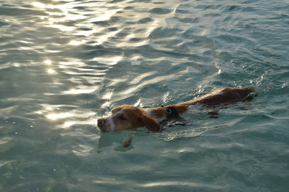 Tourists swimming with pigs in the clear turquoise waters of Exuma, Bahamas