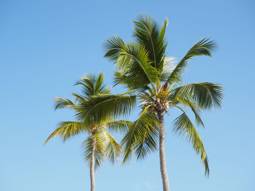 Sunny beach with palm trees in the Bahamas, perfect weather