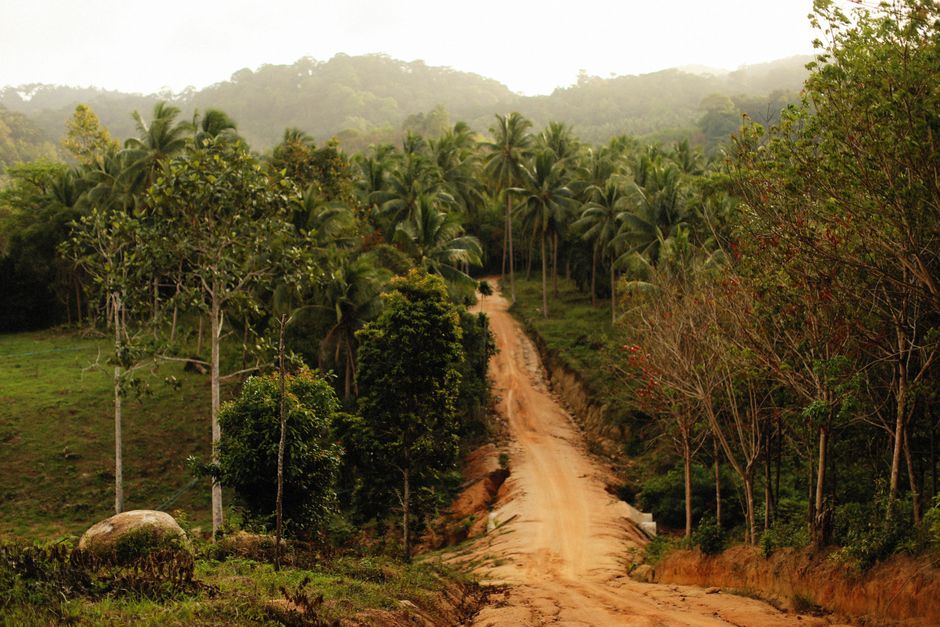 Lush green landscape of Panama with a winding road, symbolizing adventure and day trips