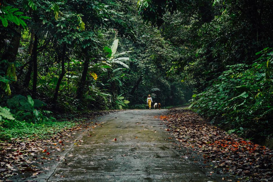 Traveler exploring Panama's lush rainforest with peace of mind from travel insurance